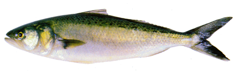 New Zealand Fish